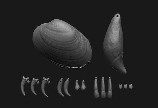 3D reproduction for printing | Prehistoric jewelry sets and engraved shell | Musée de l’Homme